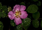 Rosa gymnocarpa 19-4663